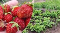 Суперпідгодівля для полуниці навесні: бабусин рецепт, який забезпечує багатий урожай