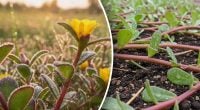 Загроза врожаю чи корисна зелень: як приборкати портулак на власній ділянці