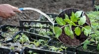 Коли і чим підживлювати томати після пікірування: розсада буде міцною та стійкою
