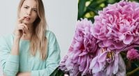 Ніякі не піони: як правильно назвати ці розкішні квіти українською