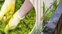 Сорняки исчезнут уже на следующий день: чем их достаточно полить