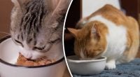 Сухий корм може зашкодити котові: ветеринар здивувала зізнанням