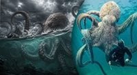 Істота, здатна потопити кораблі: виявлено сліди гігантського восьминога