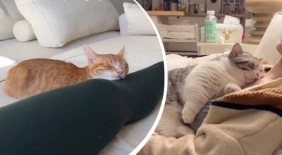 Чому коти насправді люблять спати поруч із господарем: несподіване пояснення
