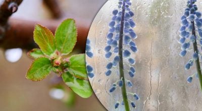 Житомирщину прогріє до +19, однак погода готує неприємний сюрприз: коли очікувати