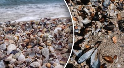 Несподівана знахідка: як виник загадковий острів на Фіджі