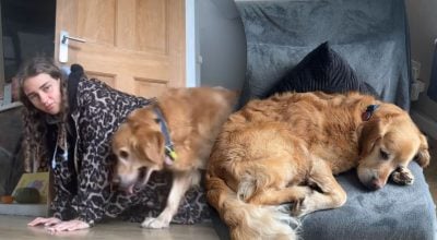 Собака, врятована з притулку, боїться заходити до кімнати: що сталося