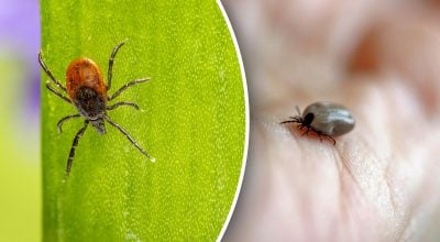 Как защититься от клещей