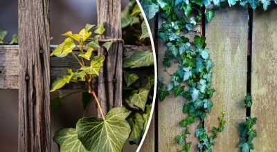 Не поспішайте міняти паркан: як зробити його як новий без заміни і великих витрат