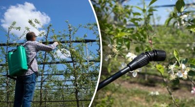 У хвороб та шкідників не буде шансів - коли і чим обробити дерева