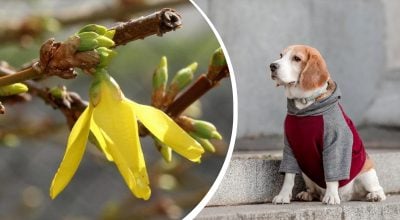 Тепло потішить українців на вихідні, однак розслаблятися рано: коли різко похолодає