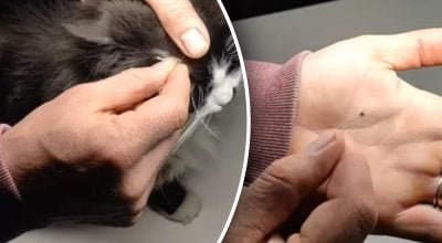 Без пинцета и паники: как удалить клеща с домашнего питомца