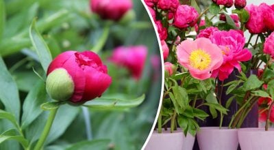 Як підживити півонію