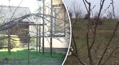 Які фруктові дерева постраждали найбільше