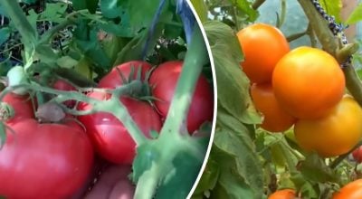 Вирощування томатів