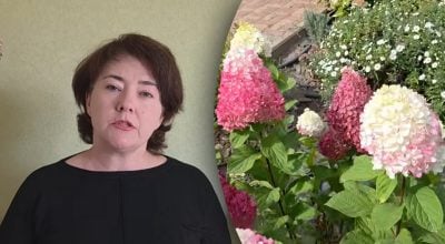 Не поспішайте з добривами: коли підживлювати гортензії, щоб не втратити цвітіння