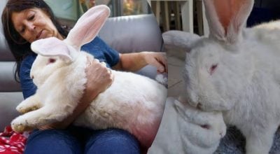 Спить на дивані: кролик вагою з трьох собак "захопив" будинок