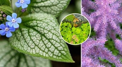 Ці квіти чудово ростуть у тіні: що висадити за будинком і вздовж паркану