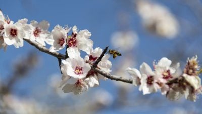 Температура підскочить до +20: на Львівщину йде потепління