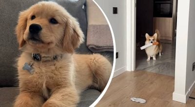 Як зрозуміти, що собака вас справді обожнює: 8 неочевидних сигналів