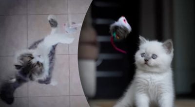 Чому кіт нявчить вночі — головна причина здивує Чому кіт нявчить вночі — головна причина здивує