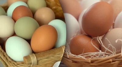 Дорожчі не означає кращі: чи є різниця між білими та коричневими яйцями