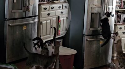 Коти разом намагаються відкрити холодильник Коти разом намагаються відкрити холодильник