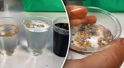 Чи потрібно замочувати насіння? Чи потрібно замочувати насіння?