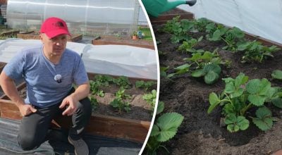 Піідживлення полуниці Піідживлення полуниці