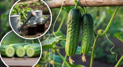 Забудьте про гіркі огірки: експерт назвав просте правило для солодкого врожаю