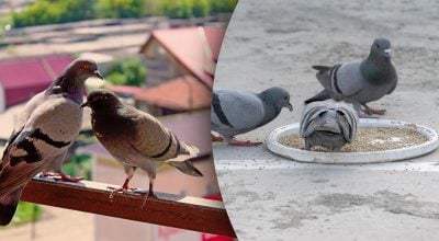 Як назавжди позбутися голубів на балконі: дієва стратегія замість щотижневого прибирання