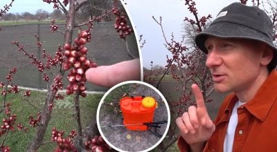 Важливо не прогавити момент: коли обробляти кісточкові дерева від моніліоза