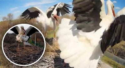 У гнізді лелек на Полтавщині розгорілася боротьба: Одарка напала на нових мешканців У гнізді лелек на Полтавщині розгорілася боротьба: Одарка напала на нових мешканців