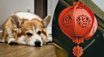 Китайський гороскоп на завтра, 7 квітня: Тиграм — перешкоди, Собакам — жертви