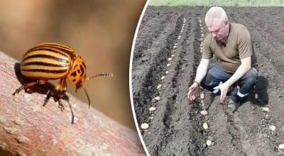 Колорадський жук і близько не підійде: що посадити поруч із картоплею