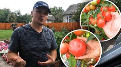 Півкілограма на низькому кущі: чотири сорти томатів, що не бояться стресів