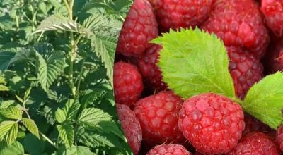 Підживлення малини під час цвітіння