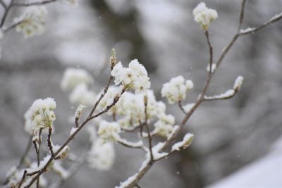 Похолодання з снігом мчить на Львівщину: коли будуть заморозки