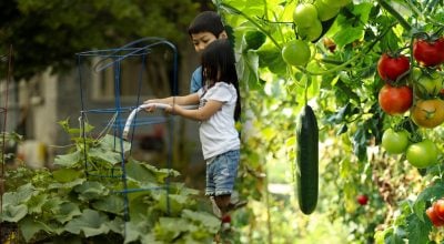 Як отримати урожай на менькій ділянці