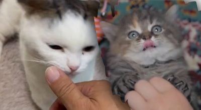 Чому кіт кусається без причини: ветеринар назвала справжні причини