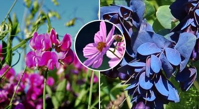 Що посадити у квітні: сім квітів, які перетворять сад на яскраву казку