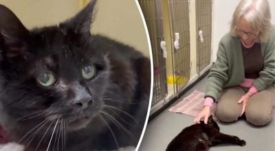 Зник на 12 років і повернувся: кіт упізнав господиню з перших секунд