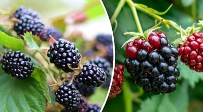 Як збільшити врожай ожини