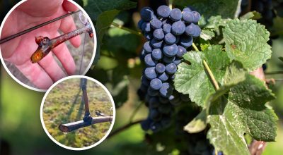 Почався "плач лози": чим обробити виноград від хвороб та приморозків навесні
