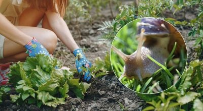 Як зупинити навалу слимаків навесні: один натуральний засіб працює краще за хімію