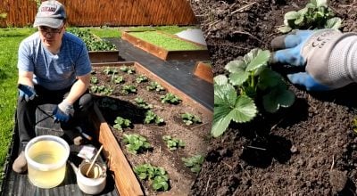 Як обробити полуницю від хрущів