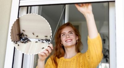 Насекомые будут держаться подальше от дома: что следует положить на подоконник