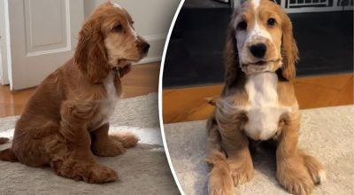 У цуценяти лапи ростуть швидше, ніж тіло