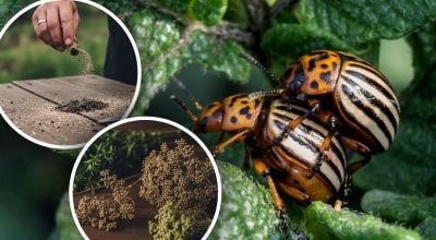 Колорадський жук зникне за день: народний засіб, що рятує картоплю