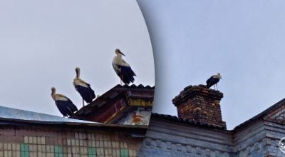 Лелеки повернулись в Чорнобиль